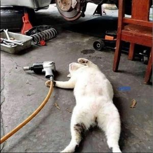 Meet your Posher, Gilbert